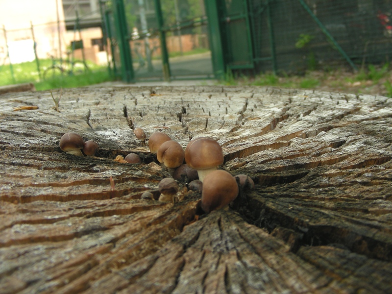 Funghi sotto casa